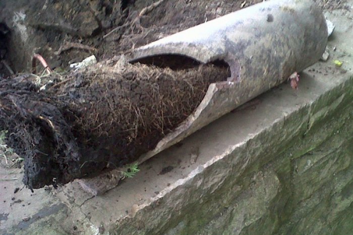 tree root in sewer drain, clogged sewer drain, clogged sewer line, tree root in sewer line